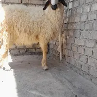 بره نر چاق گوسفند گاو بز میش گوساله|حیوانات مزرعه|اهواز, منازل کارون|دیوار