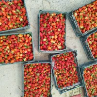 فروش گلخانه|فروش دفتر صنعتی، کشاورزی، تجاری|باغ حلی, |دیوار