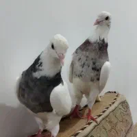 جفت طوقی کرمانشاهی