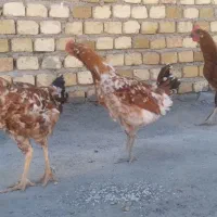 فروش خروس گلین جوان