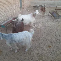 تعداد۶راس‌بز‌آبستن‌‌بفروش‌میرسد