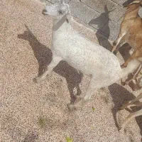 کهره|حیوانات مزرعه|بهشهر, |دیوار
