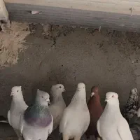 ۲۸ تا دمسفید آس