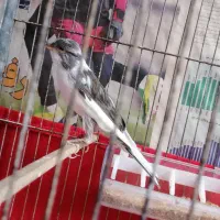 قناری و سهره|پرنده|ساوه, |دیوار