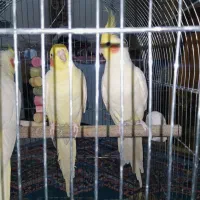 جفت عروس هلندی لوتینیو|پرنده|بندر امام خمینی, |دیوار