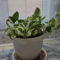 گل طبیعی|گل و گیاه طبیعی|نظرآباد, رسالت|دیوار