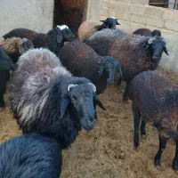 بره شیشک نر چاق