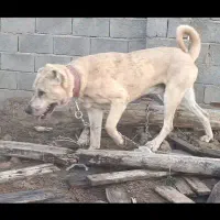 سگ سرابی|حیوانات|صوفیان, |دیوار