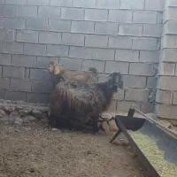 فروش بز کهره دار