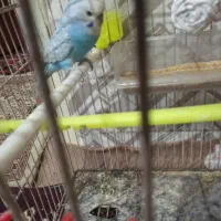 مرغ عشق نر بالغ|پرنده|جالق, |دیوار