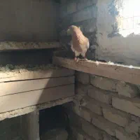 نر کله ای|پرنده|بروجرد, |دیوار