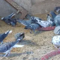 کبوتر صحرایی|پرنده|گلپایگان, |دیوار