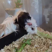 یک جفت خوکچه هندی|موش و خرگوش|اندیمشک, |دیوار