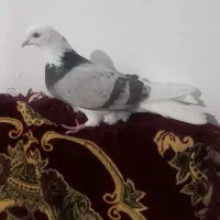 کبوتر شازده