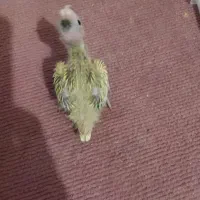 جوجه عروس هلندی سرلاکی|پرنده|گلمکان, |دیوار