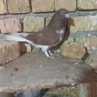 چهار جفت کفتر ساعت سنگین