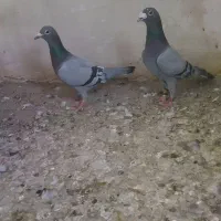 فرش طرح کفتر