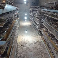 کارگر ساده پاره وقت