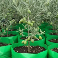 فروش نهال زیتـون مقاوم به هر آب و هوا، تعداد محدود|گل و گیاه طبیعی|بندر ترکمن, |دیوار