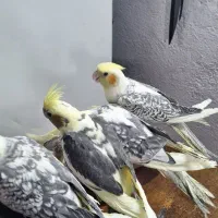 تعدادی عروس هلندی رام