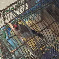 سهره سرسیاه