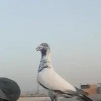 سوسکی دست پر سیاه