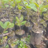 فروش نهال کیوی هایوارد(قلم و پیوندی)