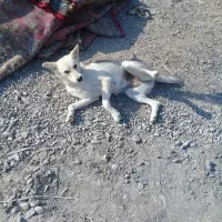 واگذار سگ هاسگی