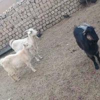 بز سانن ابستن