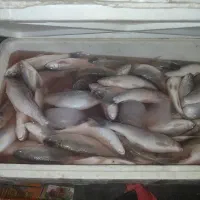 فروش ماهی تازه کوری