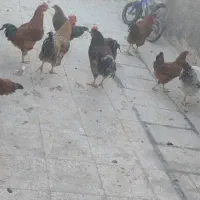 خروس