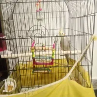 عروس هلندی نر