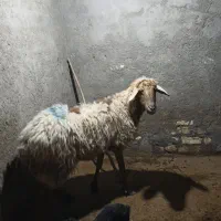 میش بره دار