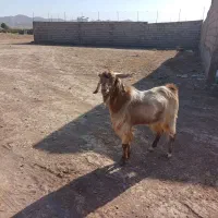 باسلام،۲راس چبوش فروشی