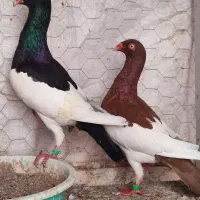 کبوتر یهودی دنش