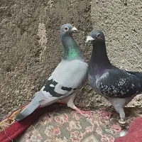 آلمانی آردن