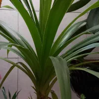 دو عدد  گل پاندانوس