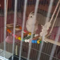 عروس البینو دوعدد ۲۰۰۰۰ تومان سه ماه دنخور