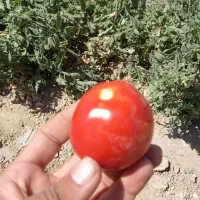 گوجه محلی زنجان به همراه آبگیری درمحل شما عزیزان|خوردنی و آشامیدنی|ماهدشت, |دیوار