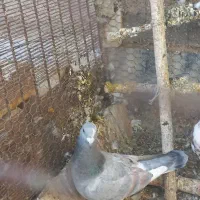 کبوتر درشت و خوش رنگ نر ۲تا