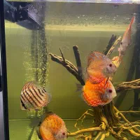 دیسکس|ماهی|تهران, یاخجی آباد|دیوار