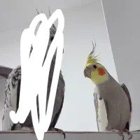 گوم شوده درگهان