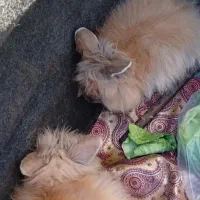 خرگوش لپ جفت