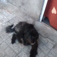 سگ خیلی زرنگ باهوش