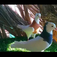 کبوتر|پرنده|زرین دشت (فارس), |دیوار