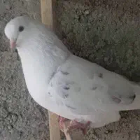 کفتر