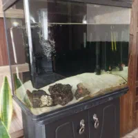 آکواریوم شیشه خم با تمام لوازم همراه با میز