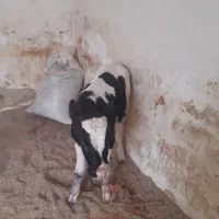 گاو گوساله|حیوانات مزرعه|قم, قلعه صدری|دیوار