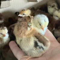 تخم مرغ نطفه دار گلپایگان