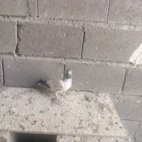 کفتر کله دم سبز|پرنده|کرج, کوی مهر|دیوار